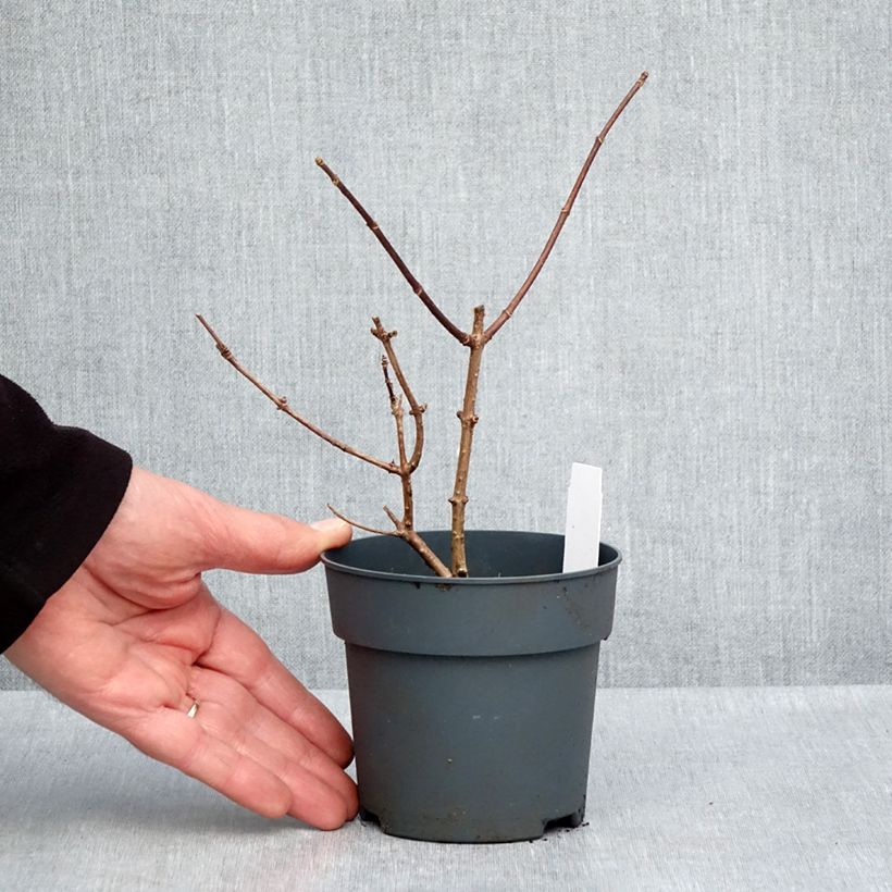 Example of Hydrangea paniculata Sundae Fraise - Pluimhortensia Kweekpotje van 8/9 cm as you get in printemps