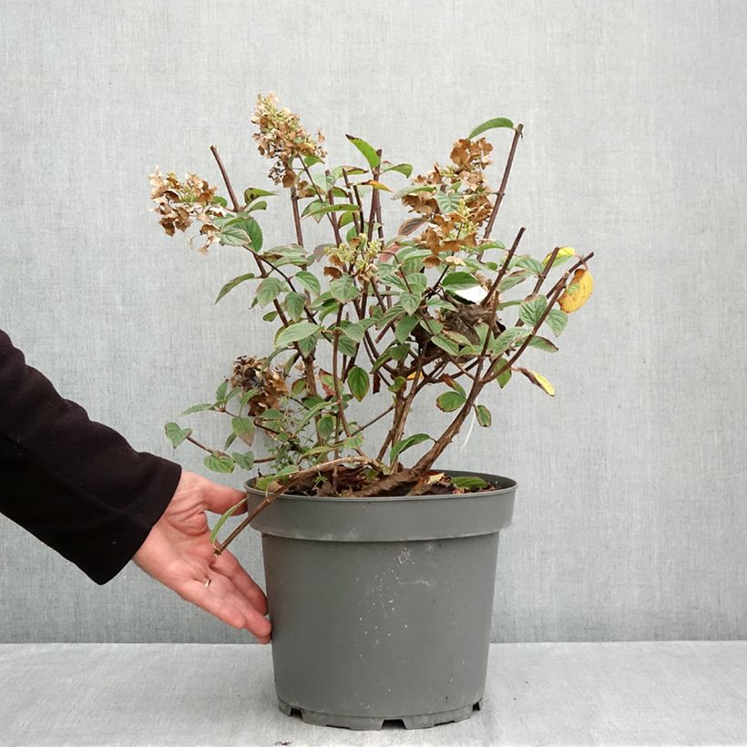 Exemplaar van Hydrangea paniculata Sundae Fraise - Pluimhortensia Pot van 7,5 l/10 l zoals geleverd in de herfst
