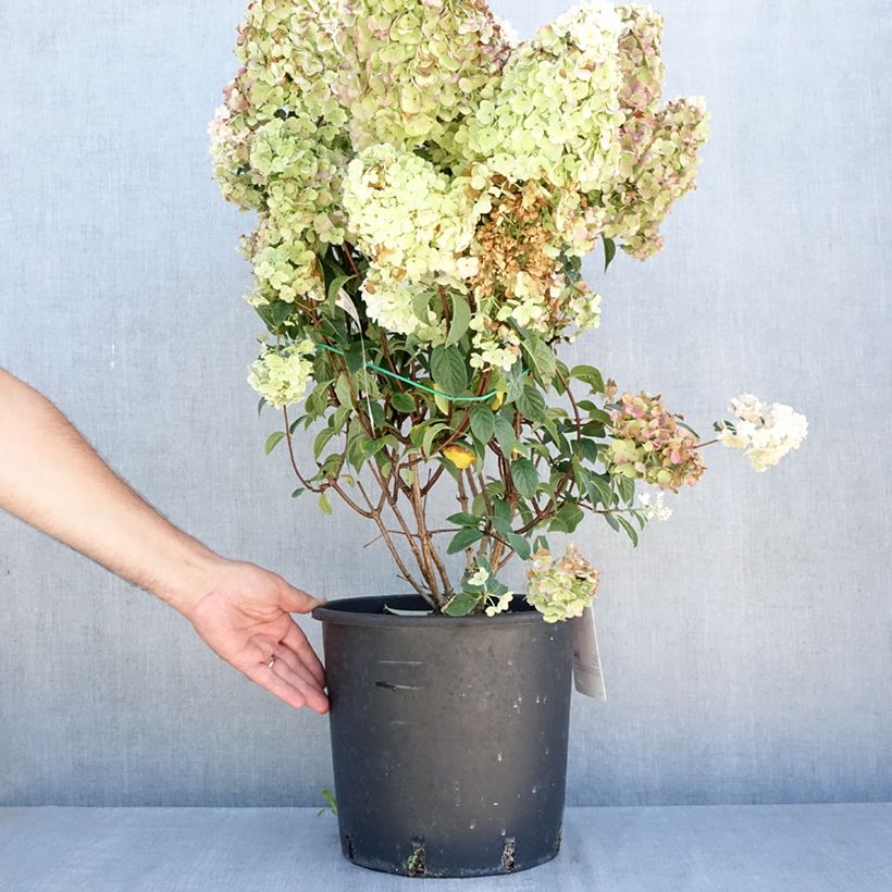 Exemplaar van Hydrangea paniculata Sundae Fraise - Pluimhortensia Pot van 7,5 l/10 l zoals geleverd in de zomer