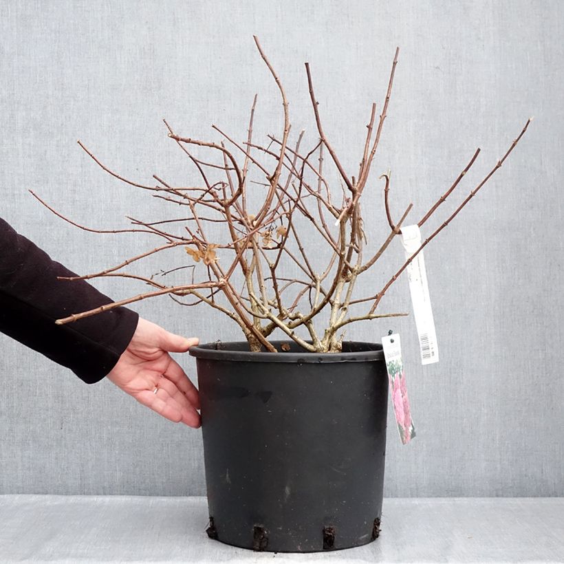 Example of Hydrangea paniculata Sundae Fraise - Pluimhortensia Pot van 7,5 l/10 l as you get in hiver