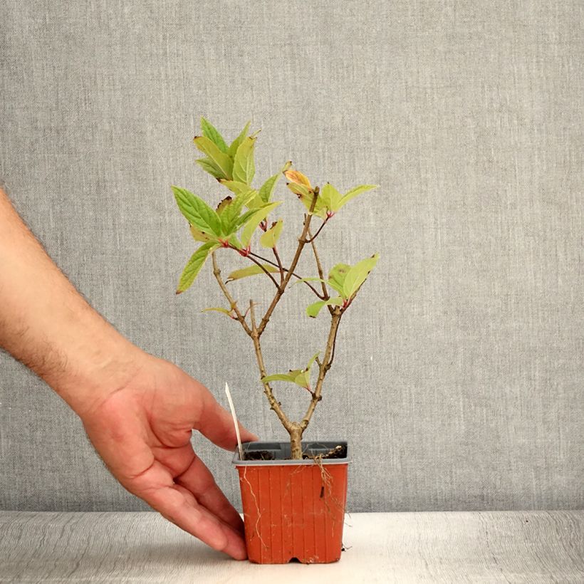Exemplaar van Hydrangea paniculata Tickled Pink - pluimhortensia Kweekpotje van 8/9 cm zoals geleverd in de zomer