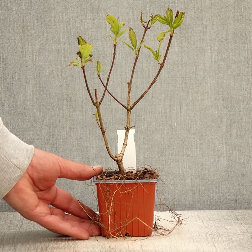 Exemplaar van Hydrangea paniculata Tickled Pink - pluimhortensia Kweekpotje van 8/9 cm zoals geleverd in de lente