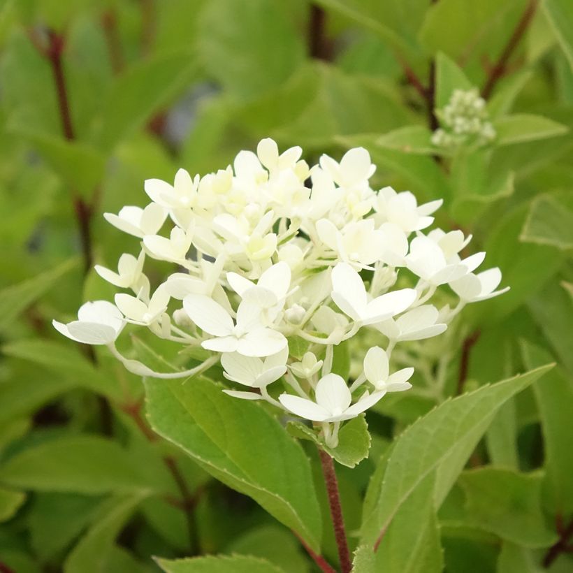 Hydrangea paniculata Unique - Pluimhortensia (Bloei)