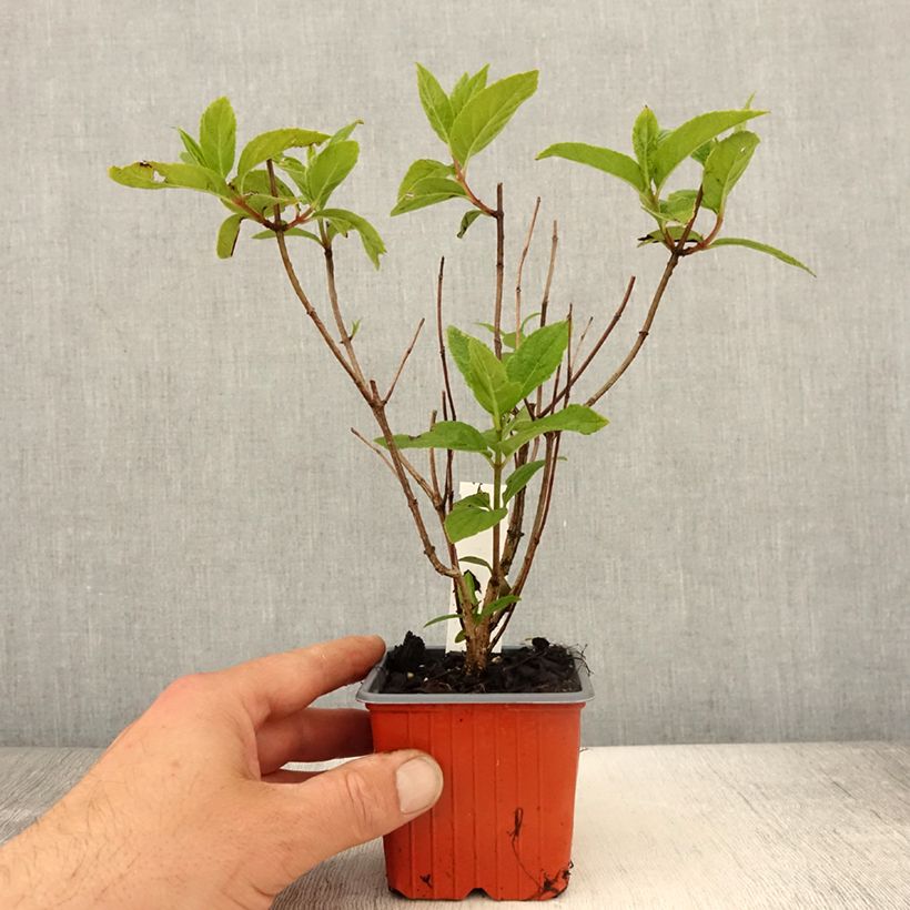 Exemplaar van Hydrangea paniculata Unique - Pluimhortensia Kweekpotje van 8/9 cm zoals geleverd in de lente