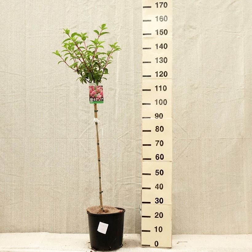 Exemplaar van Hydrangea paniculata Vanille Fraise - pluimhortensia Pot van 6 l/7 l, Stengel zoals geleverd in de zomer