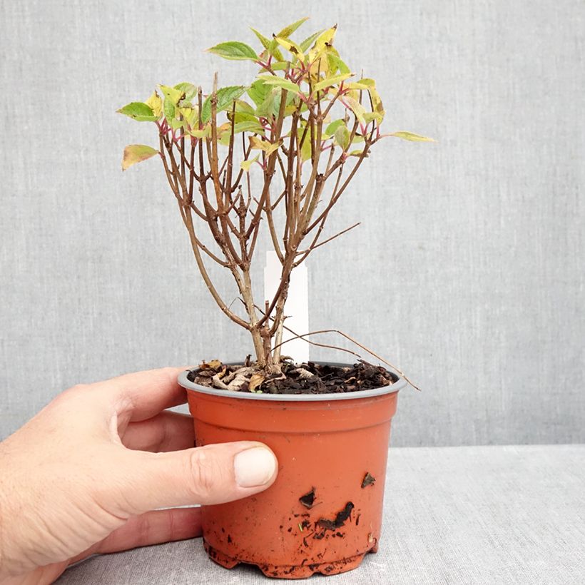 Exemplaar van Hydrangea paniculata White Light - Pluimhortensia Pot van 12 cm / 13 cm zoals geleverd in de herfst