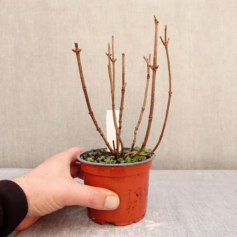 Exemplaar van Hydrangea paniculata White Light - Pluimhortensia Pot van 12 cm / 13 cm zoals geleverd in de winter