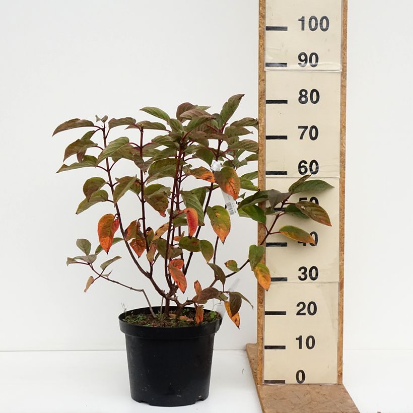 Exemplaar van Hydrangea paniculata Wim's red - Pluimhortensia Pot van 7,5 l/10 l zoals geleverd in de herfst
