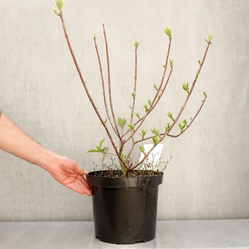Exemplaar van Hydrangea paniculata Wim's red - Pluimhortensia Pot van 7,5 l/10 l zoals geleverd in de lente