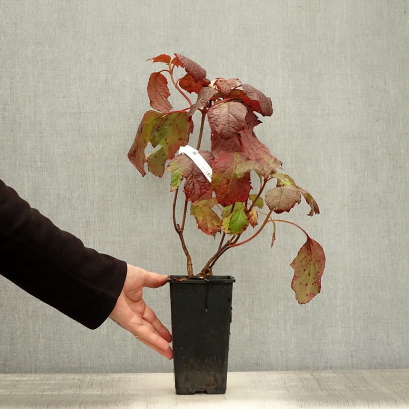 Exemplaar van Hydrangea quercifolia Amethyst - Eikenbladhortensia Pot van 1,5 l/2 l zoals geleverd in de herfst