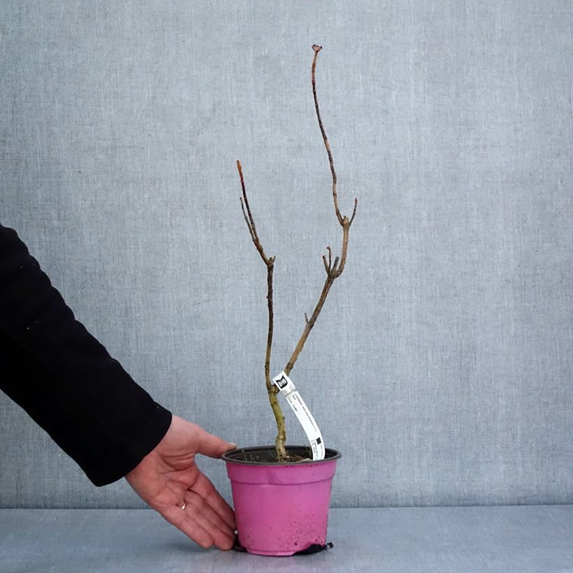 Exemplaar van Hydrangea quercifolia Amethyst - Eikenbladhortensia Pot van 1,5 l/2 l zoals geleverd in de winter