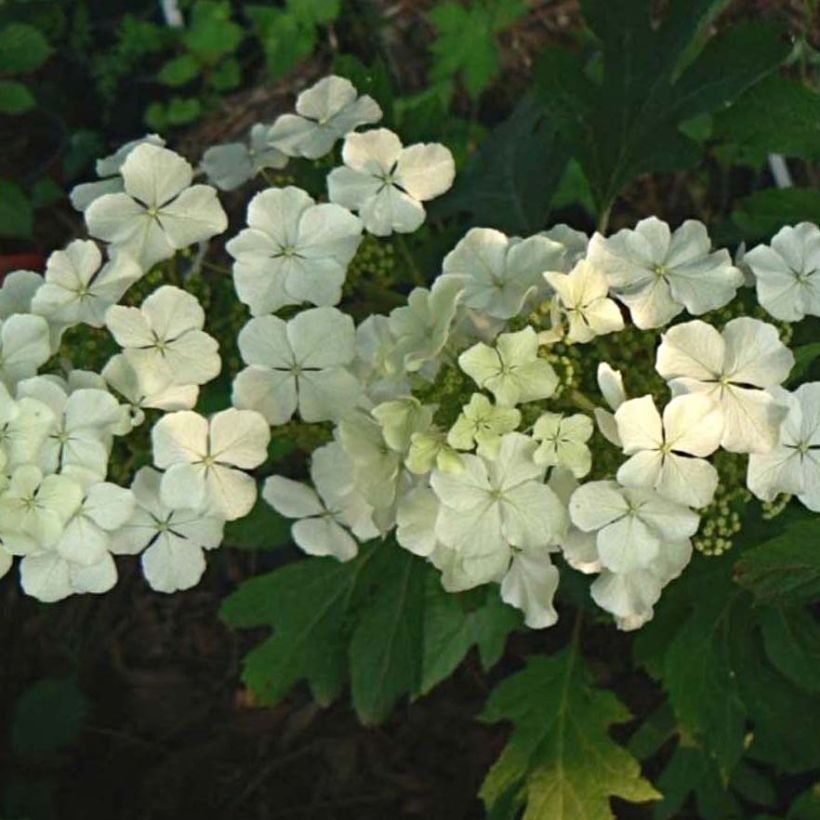 Hydrangea quercifolia Ice Crystal - Eikenbladhortensia (Bloei)