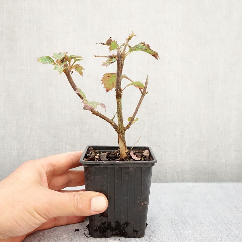 Exemplaar van Hydrangea quercifolia Ruby Slippers - Eikenbladhortensia Kweekpotje van 8/9 cm zoals geleverd in de herfst