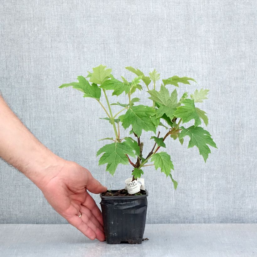 Exemplaar van Hydrangea quercifolia Ruby Slippers - Eikenbladhortensia Kweekpotje van 8/9 cm zoals geleverd in de lente