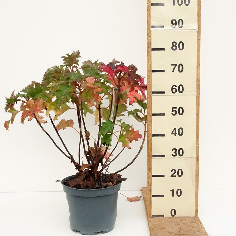 Exemplaar van Hydrangea quercifolia Ruby Slippers - Eikenbladhortensia Pot van 7,5 l/10 l zoals geleverd in de herfst
