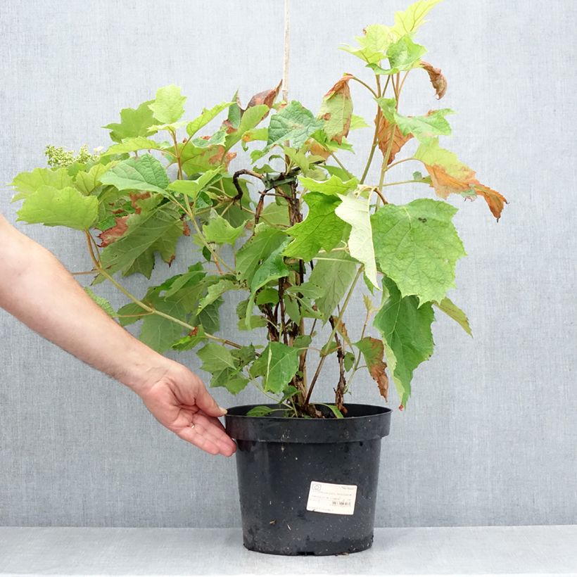 Exemplaar van Hydrangea quercifolia Snow Queen - Eikenbladhortensia Pot van 4 l/5 l zoals geleverd in de zomer