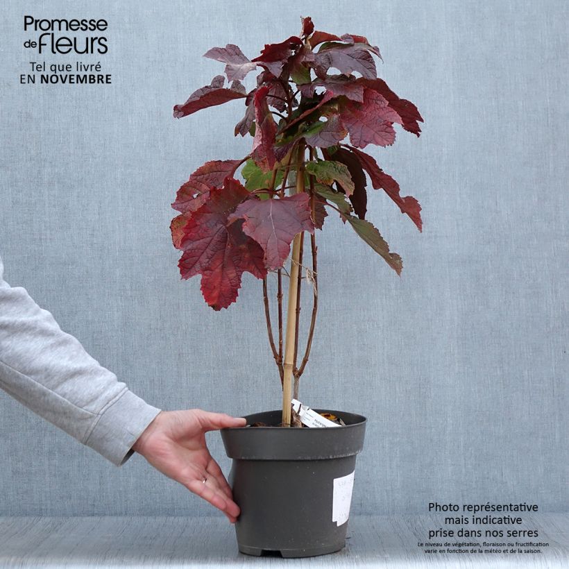 Exemplaar van Hydrangea quercifolia Snowcicle - Hortensia à feuilles de chêne Pot de 4L/5L zoals geleverd in de herfst