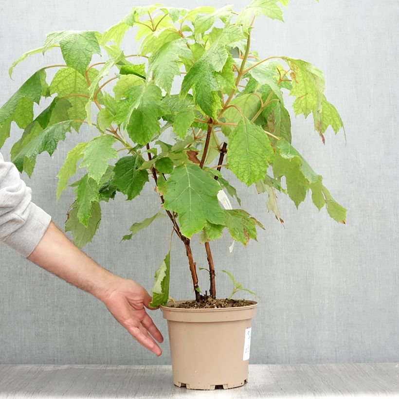 Exemplaar van Hydrangea quercifolia Tara - Eikenbladhortensia Pot van 3 l/4 l zoals geleverd in de zomer