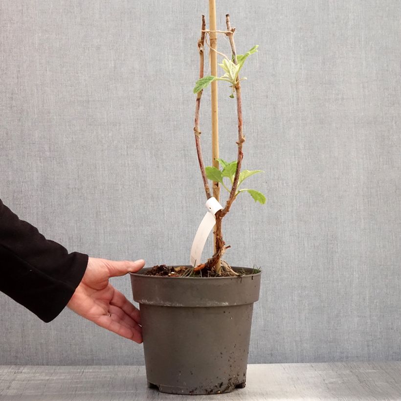 Exemplaar van Hydrangea quercifolia Tara - Eikenbladhortensia Pot van 3 l/4 l zoals geleverd in de lente