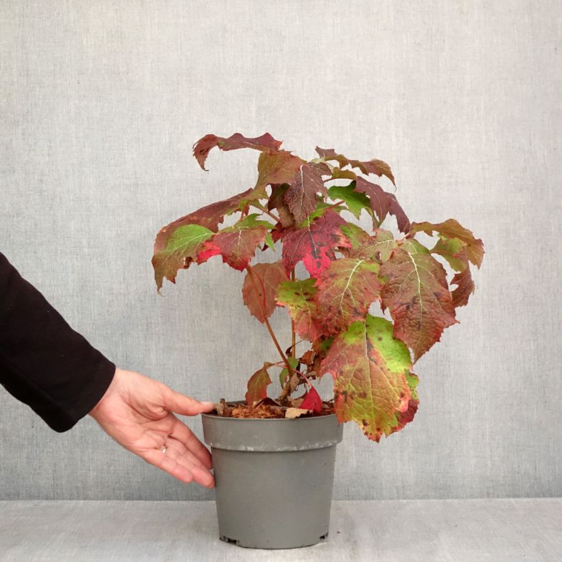 Exemplaar van Hydrangea quercifolia Tara - Eikenbladhortensia Pot van 3 l/4 l zoals geleverd in de herfst