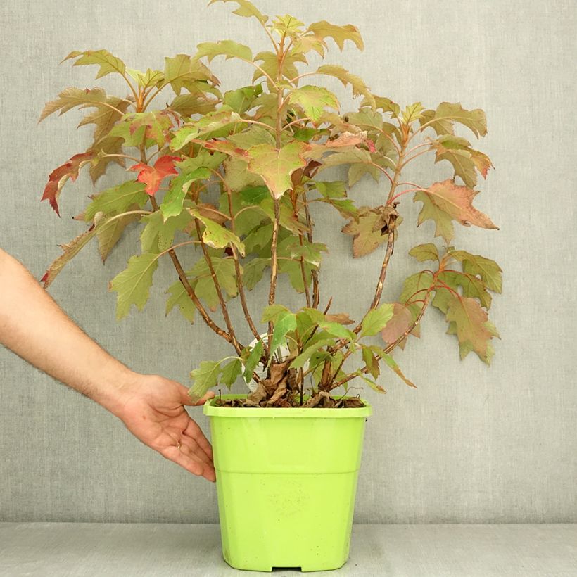Exemplaar van Hydrangea quercifolia Tara - Eikenbladhortensia Pot van 7,5 l/10 l zoals geleverd in de zomer