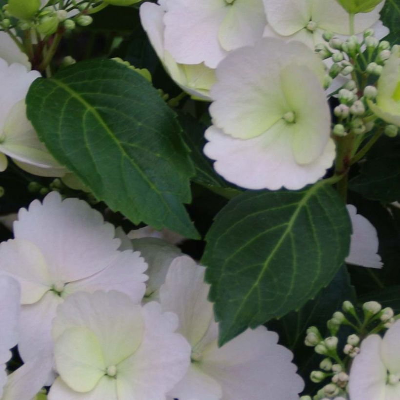 Hydrangea Runaway Bride Snow White - Guirlande hortensia (Blad)