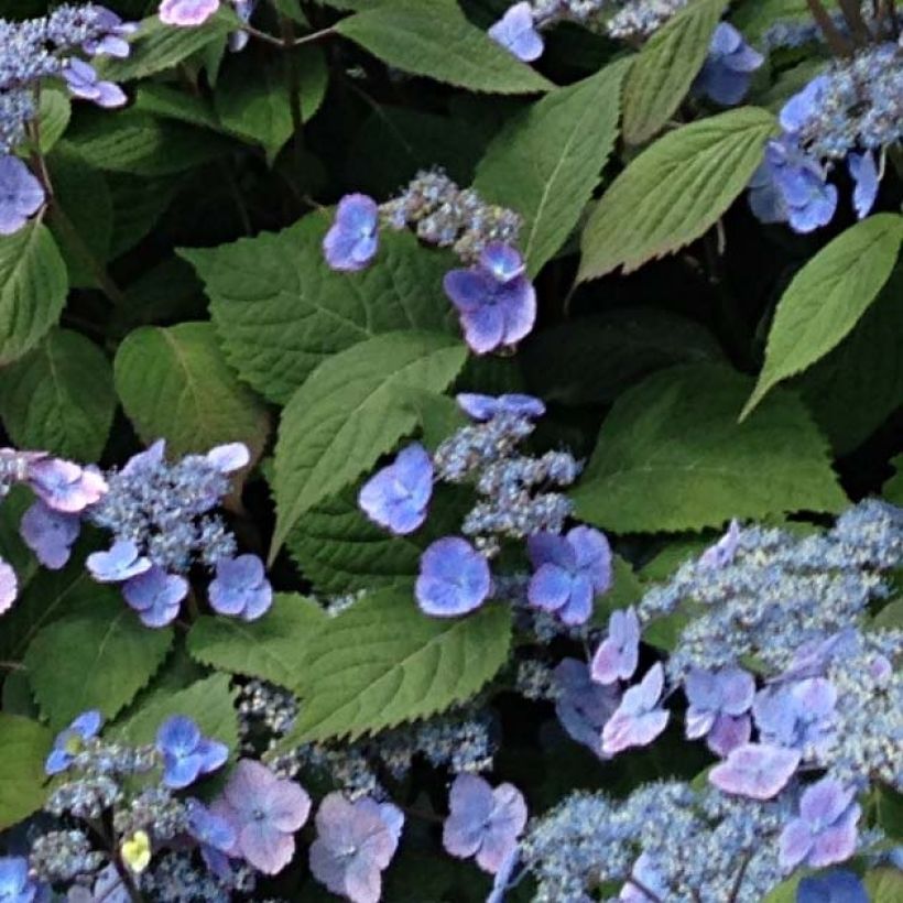 Hydrangea serrata Veerle - Berghortensia (Blad)