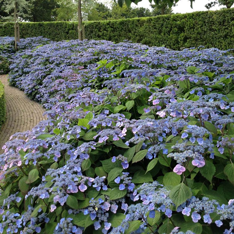 Hydrangea serrata Veerle - Berghortensia (Groeiplaats)