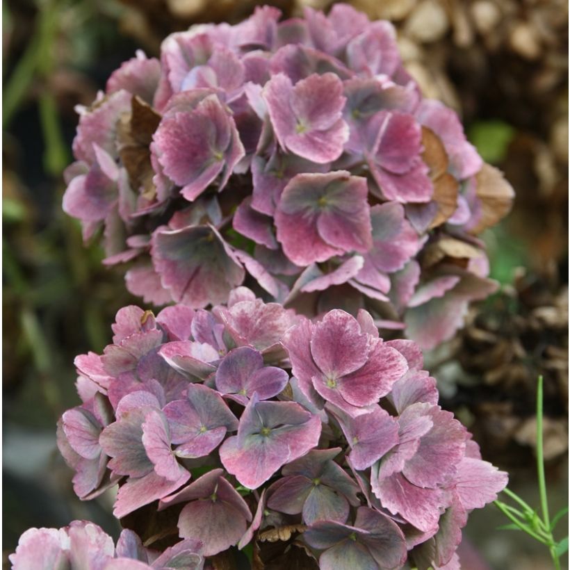 Hydrangea macrophylla Baron Pourpre - Boerenortensia (Bloei)