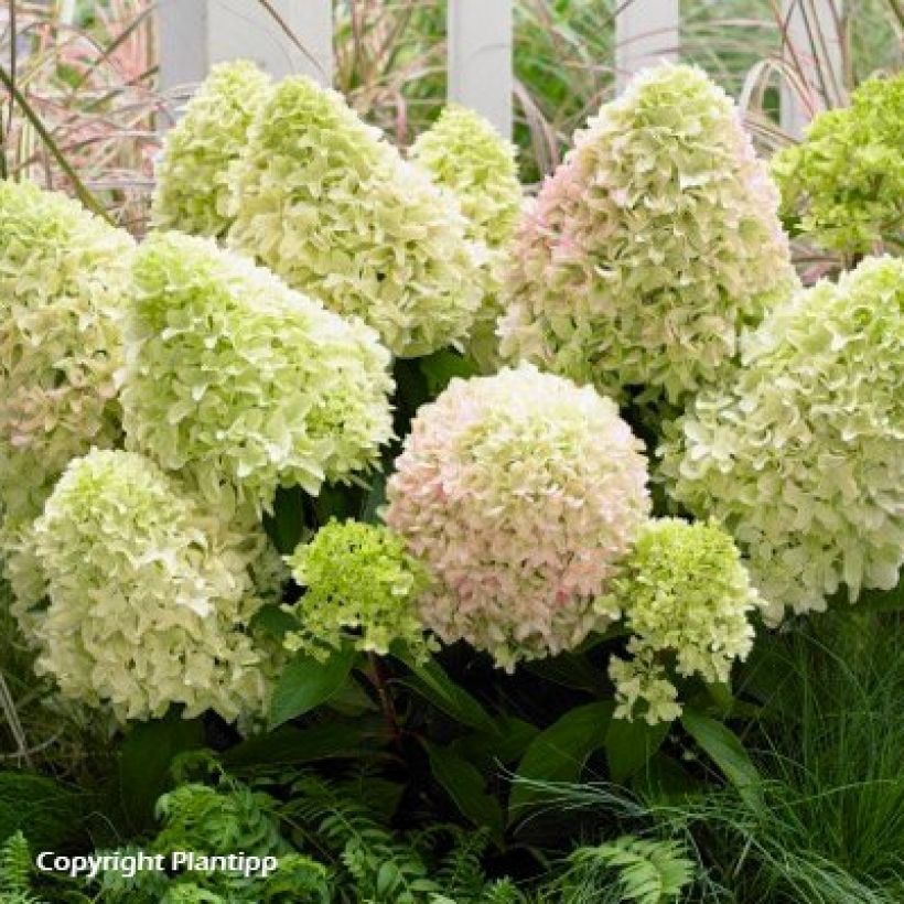 Hydrangea paniculata Little Fresco - Dwergpluimhortensia (Groeiplaats)