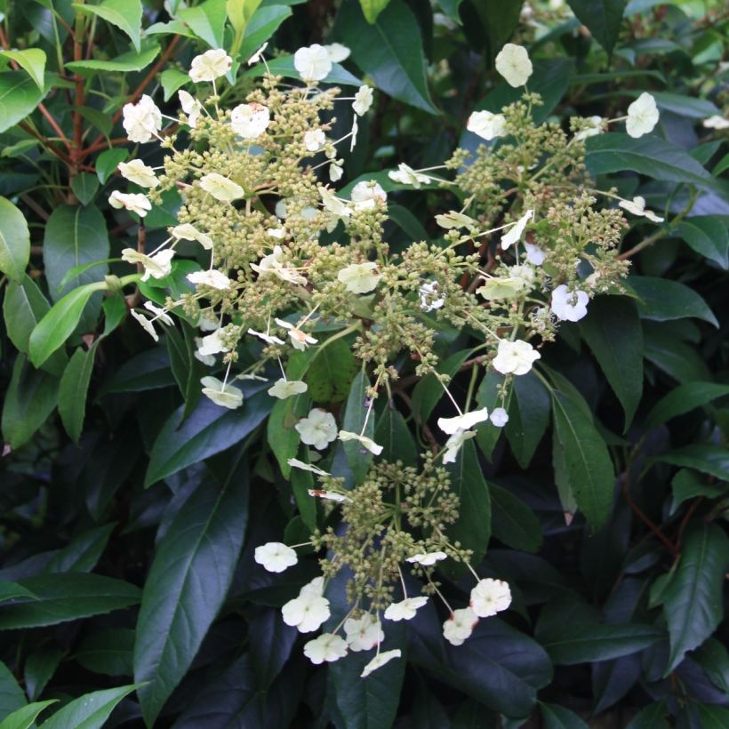 Hydrangea seemanii - Groenblijvende klimhortensia (Bloei)