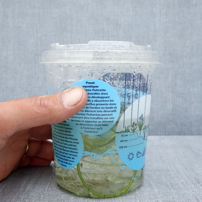 Exemplaar van Hydrocleys nymphoides - Waterpapaver Doos zoals geleverd in de zomer