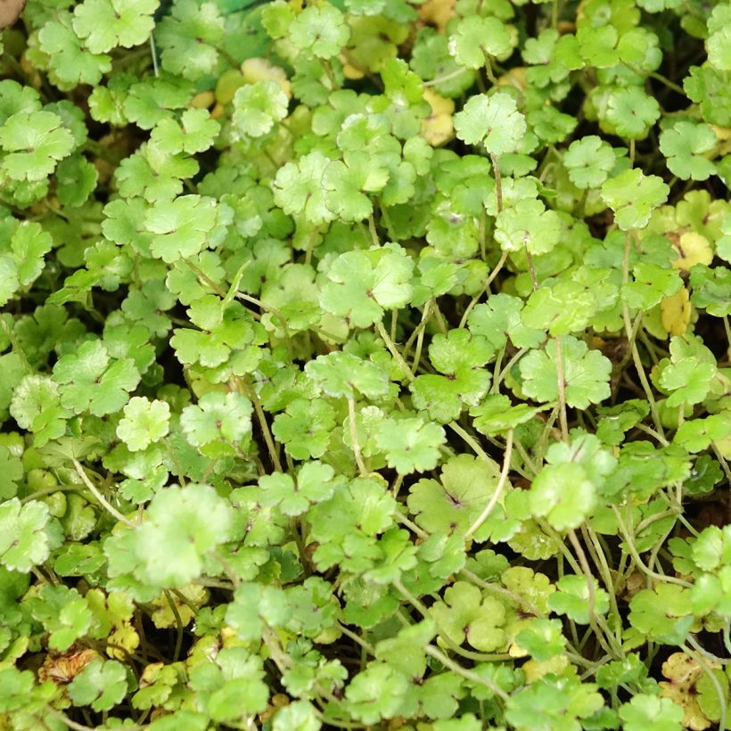 Hydrocotyle nova-zealandiae - Waternavel (Blad)