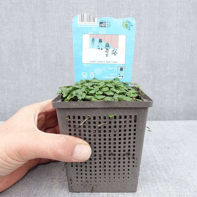 Exemplaar van Hydrocotyle nova-zealandiae - Waternavel Pot van 1 l/1,5 l zoals geleverd in de lente