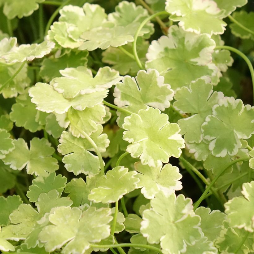 Hydrocotyle sibthorpioides Variegata - Bonte waternavel (Blad)