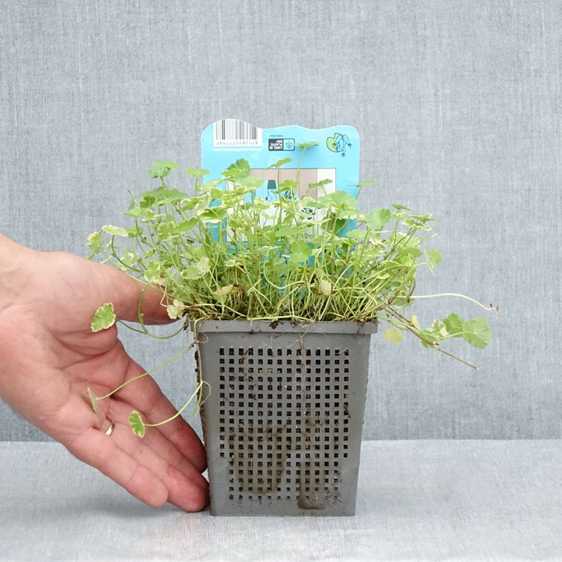 Exemplaar van Hydrocotyle sibthorpioides Variegata - Bonte waternavel Pot van 1 l/1,5 l zoals geleverd in de zomer
