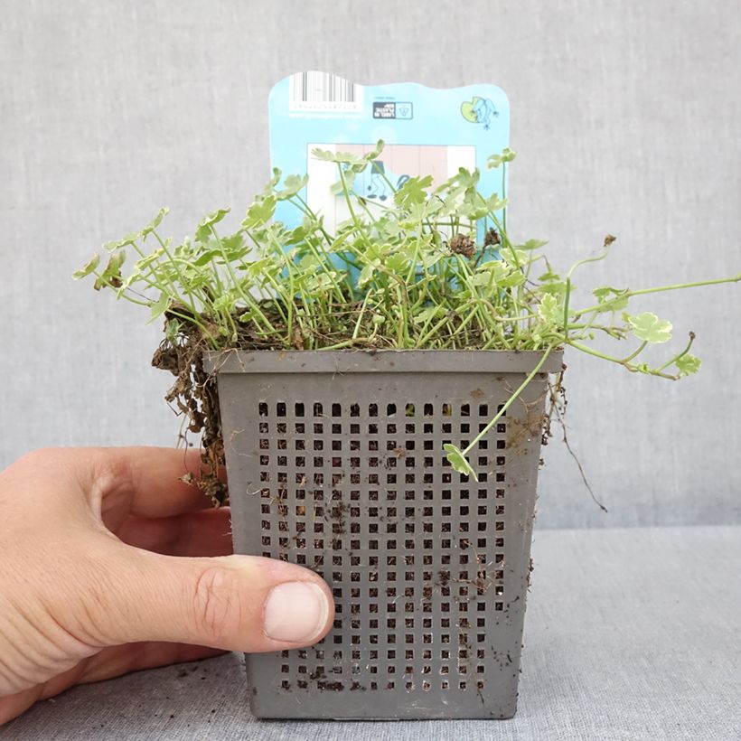 Exemplaar van Hydrocotyle sibthorpioides Variegata - Bonte waternavel Pot van 1 l/1,5 l zoals geleverd in de lente