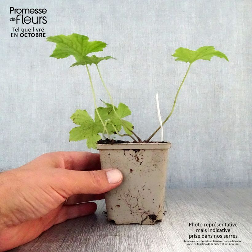 Exemplaar van Hydrophyllum canadense - Canadees waterblad Kweekpotje van 8/9 cm zoals geleverd in de herfst