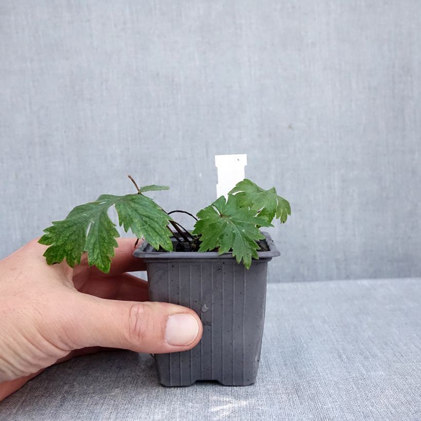Exemplaar van Hydrophyllum virginianum - Waterblad Kweekpotje van 8/9 cm zoals geleverd in de herfst