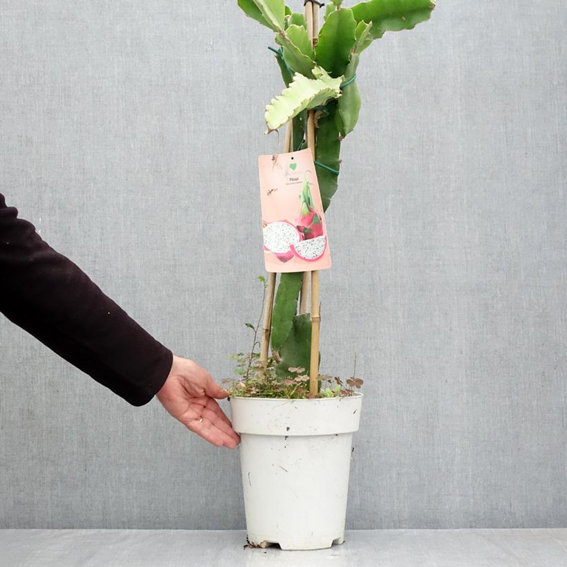 Exemplaar van Drakenfruit - Selenicereus megalanthus Pot van 6 l/7 l zoals geleverd in de herfst