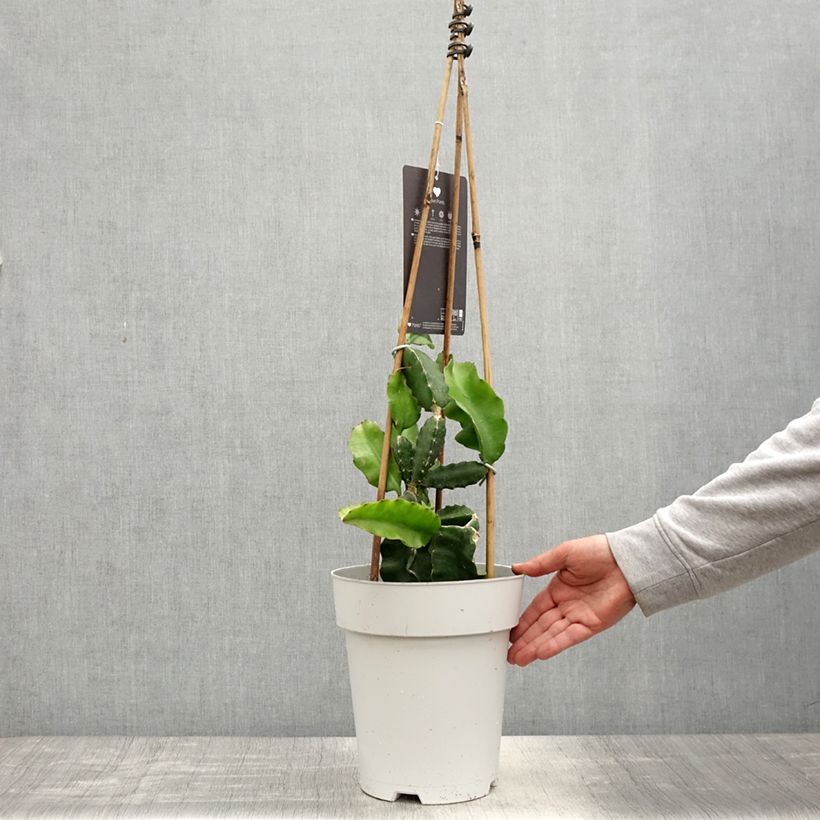 Example of Drakenfruit - Selenicereus megalanthus Pot van 6 l/7 l as you get in printemps