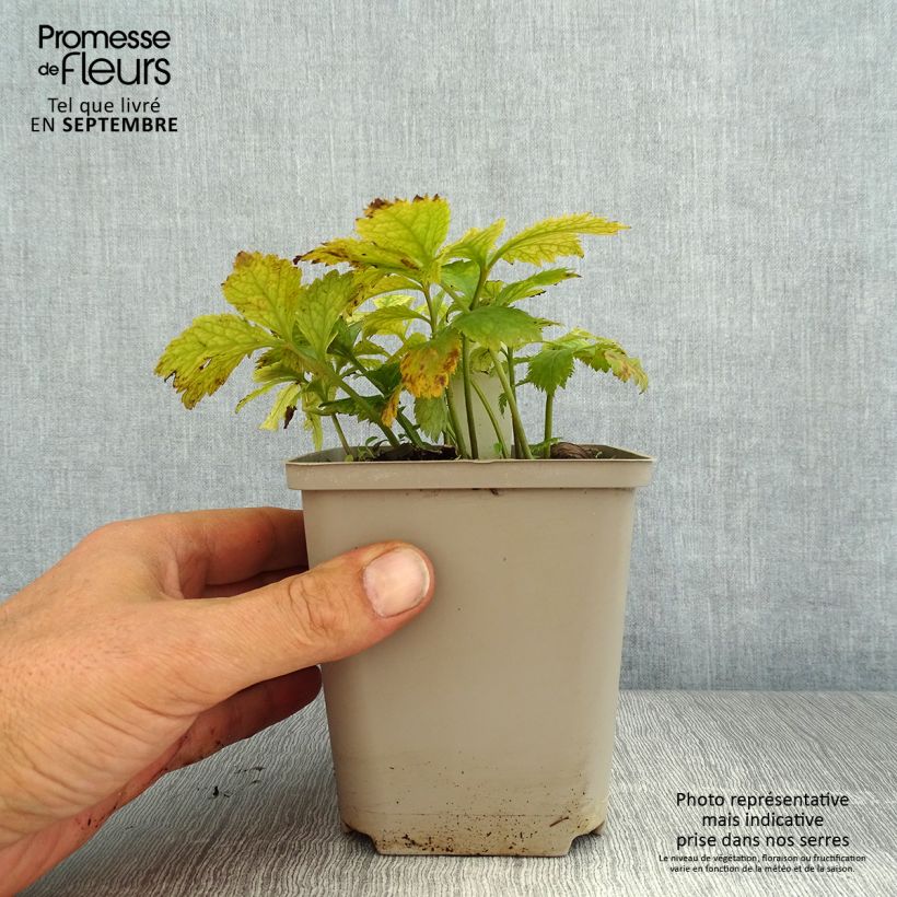 Exemplaar van Hylomecon japonica Kweekpotje van 8/9 cm zoals geleverd in de zomer