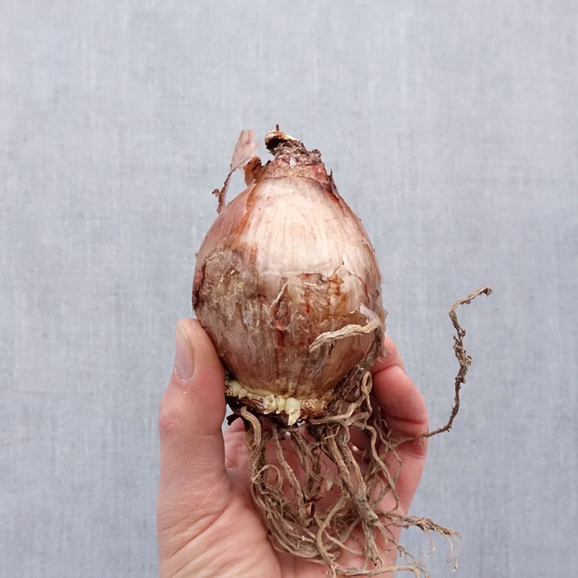 Exemplaar van Hymenocallis longipetala - Spinlelie Bol kaliber 16+ zoals geleverd in de lente