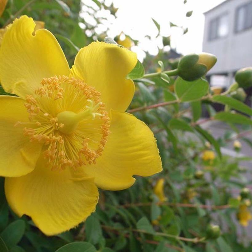Hypericum calycinum - Hertshooi (Bloei)