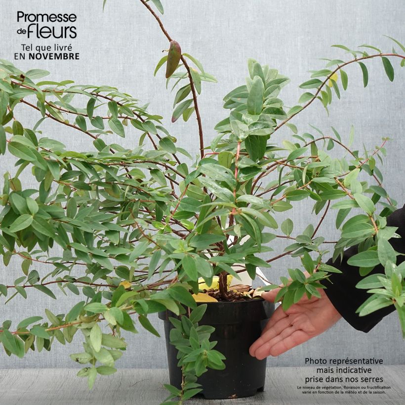 Exemplaar van Hypericum dummeri Peter Dummer - Hertshooi Pot van 3 l/4 l zoals geleverd in de herfst