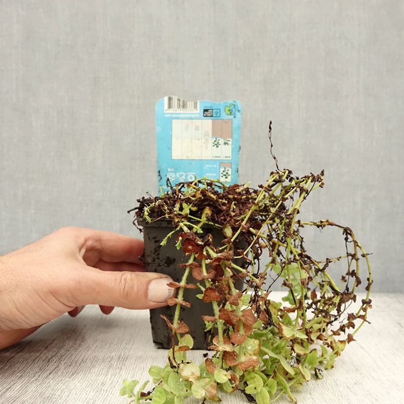 Exemplaar van Hypericum elodes - Moeras hertshooi Kweekpotje van 8/9 cm zoals geleverd in de herfst