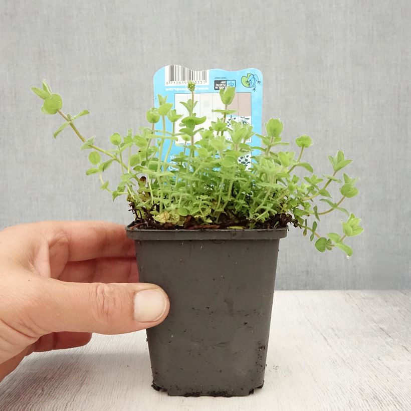 Exemplaar van Hypericum elodes - Moeras hertshooi Kweekpotje van 8/9 cm zoals geleverd in de zomer