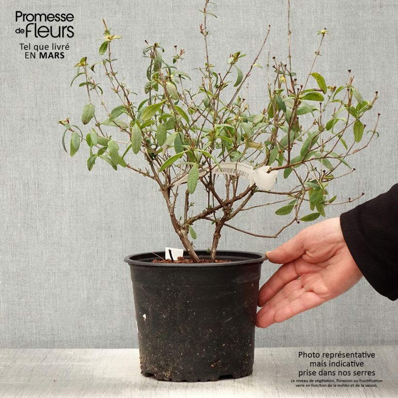 Exemplaar van Hypericum frondosum Sunburst - Hertshooi Pot van 3 l/4 l zoals geleverd in de lente