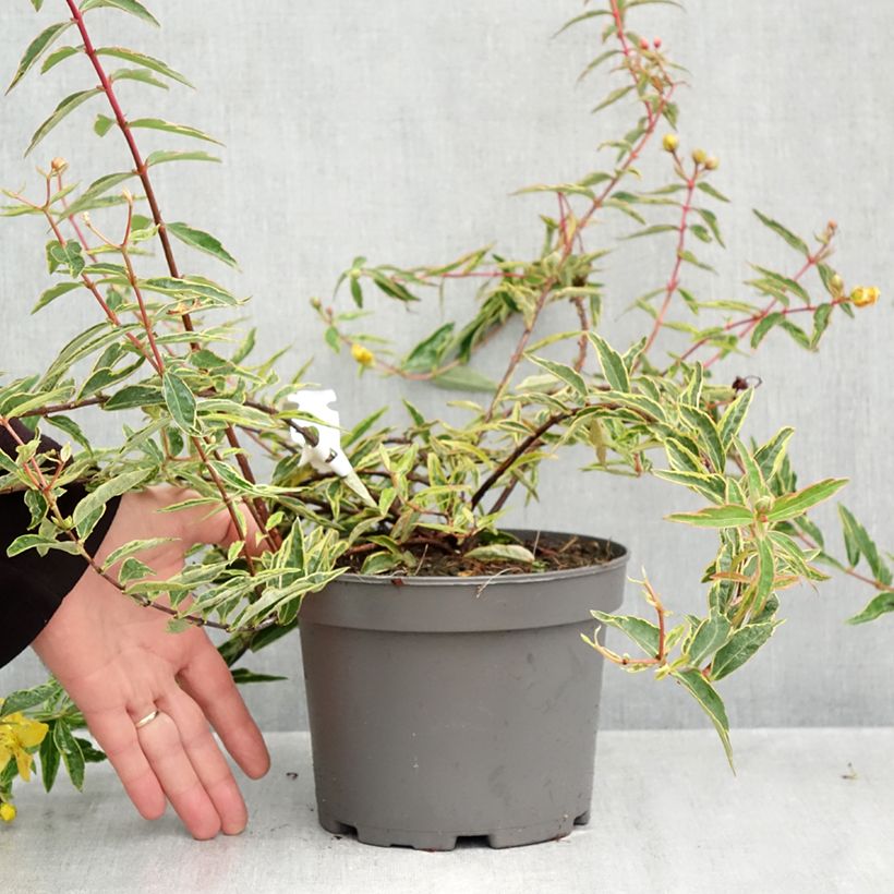 Exemplaar van Hypericum hidcoteense Hidcote Limelight - Hertshooi Pot van 3 l/4 l zoals geleverd in de herfst