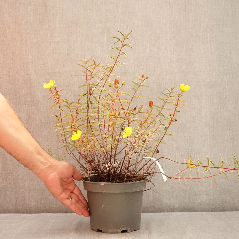 Exemplaar van Hypericum hidcoteense Hidcote Limelight - Hertshooi Pot van 3 l/4 l zoals geleverd in de zomer